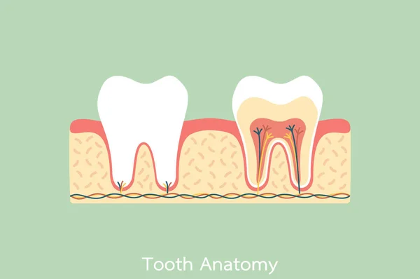 Healthy tooth anatomy — Stock Vector