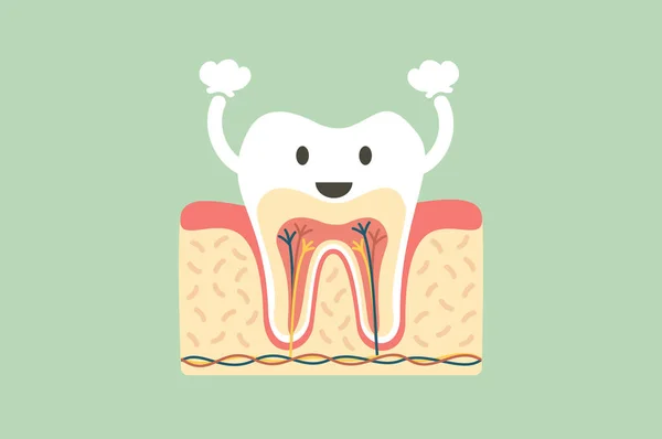 Anatomía dental saludable es divertido — Vector de stock