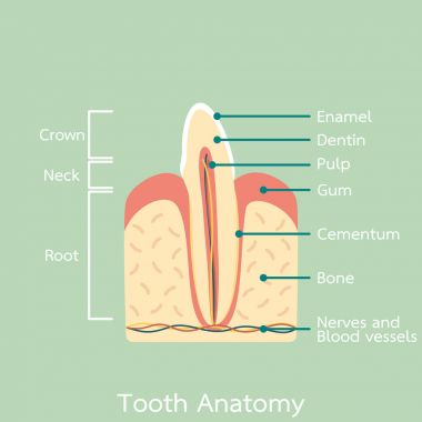 kesici diş anatomisi yapısı kemik ve diş eti ve ayrıntı word de dahil olmak üzere yan görünüm