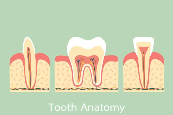 Group of tooth anatomy structure including the bone and gum, molar, incisor, canine — Stock Vector