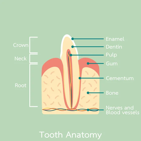 Boční pohled na řezák zub anatomie struktury včetně kostí a žvýkačky a detail slovo — Stockový vektor