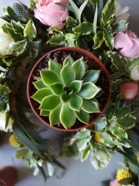Uma Bela Suculenta Fica Mesa Florista Verde Pontiagudo Flores Cor — Fotografia de Stock