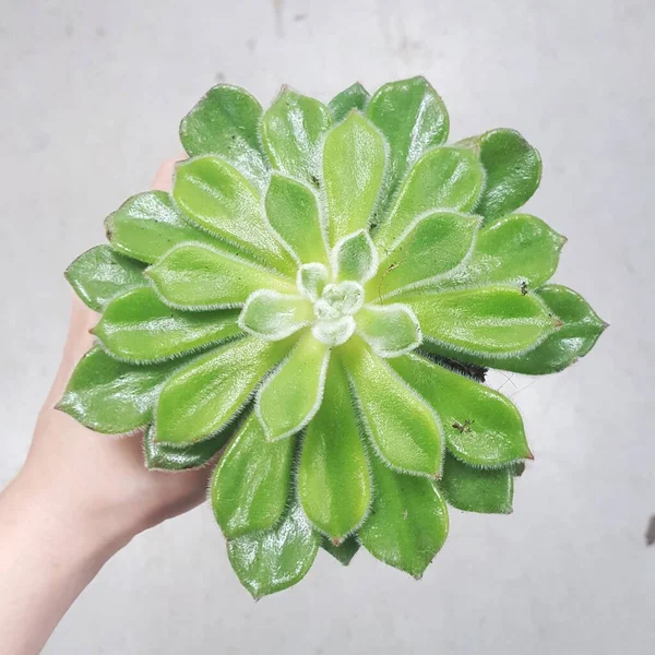 Hand Holds Large Succulent Green Pretty Lifestyle Flat Lay — Stock Photo, Image