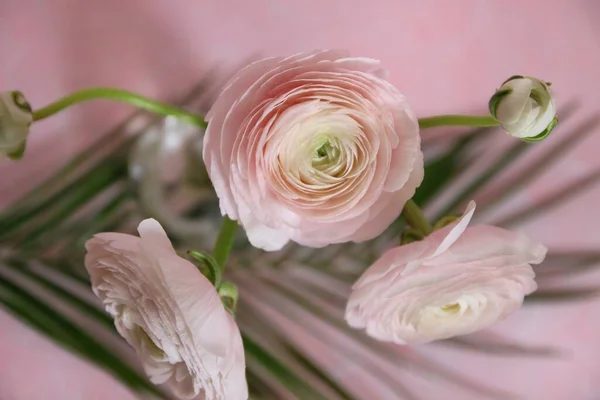 Dit Een Lichtroze Ranunculus Een Roze Achtergrond Bloemknop Een Cirkel — Stockfoto
