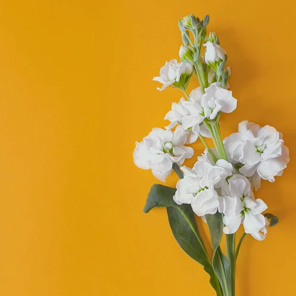 Pomarańczowe Tło Białym Kwiatem Matiola Kwitnąca Biała Gałąź Czyste Piękno — Zdjęcie stockowe