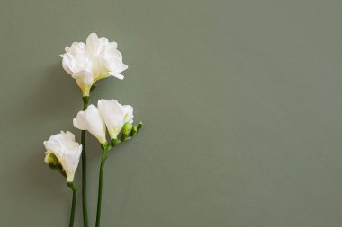 Klasik yeşil arka planda üç beyaz frezya çiçeğinin üst görüntüsü. Temiz güzellik konsepti, spa, yağsız güzellik konsepti. Ürününüz burada. Mesaj atmak için yer var. Düz yatıyordu.