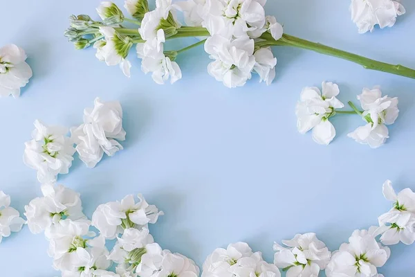 Małe Białe Kwiaty Kwitnąca Gałąź Błękitnym Tle Nieba Jest Miejsce — Zdjęcie stockowe