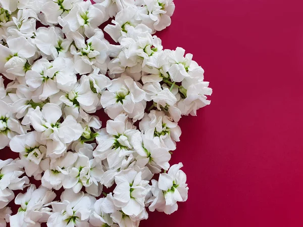 Wiele Małych Białych Kwiatów Tle Wiśni Widok Góry — Zdjęcie stockowe