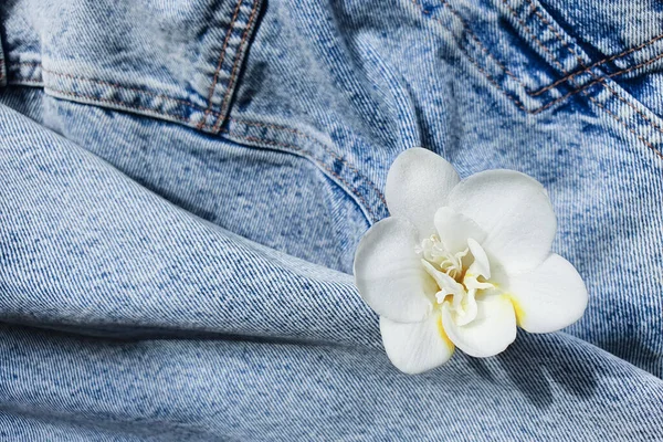 White freesia flower is on a denim background.  Product background. Pocket blue denim jacket. View from above