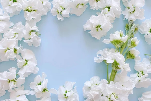 Küçük beyaz çiçeklerin ve Matthiola 'nın çiçekli bir dalının üst görüntüsü soluk mavi bir arka plandadır. Çiçek çerçevesi, davet tasarımı için temel, Ürün arkaplanı. 