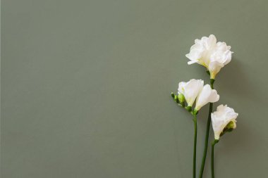 Klasik yeşil arka planda üç beyaz frezya yatıyordu. Burası güzellik ürünleriniz ve metinleriniz için bir yer. Ürün için arka plan. çiçek çerçevesi, üst görünüm