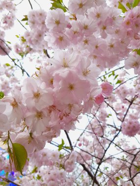 Çiçek açan pembe sakura