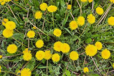 İlkbaharda birçok karahindiba çiçek açar. Sarı taraksiyum çalılıkları. Bunlar yabani otlar. Ayçiçeği tarlası konsepti. Düz yatıyordu.