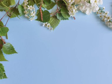 Çiçekli huş ağacı ve çiçekli dallar. Taze yeşil yapraklar ve mavi arka planda beyaz çiçekler. Yukarıdan bak, düz yat