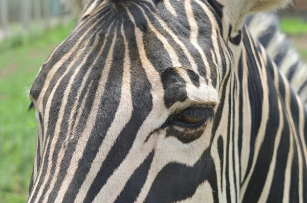 Zebra ve üzgün bakışı