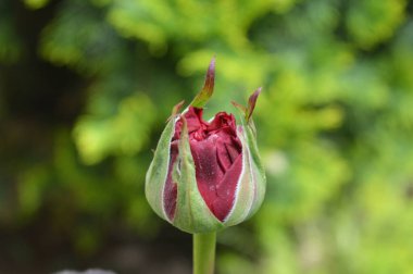 Baharda kırmızı lale