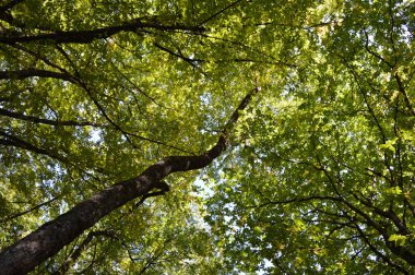 Bahçede yeşil yapraklar