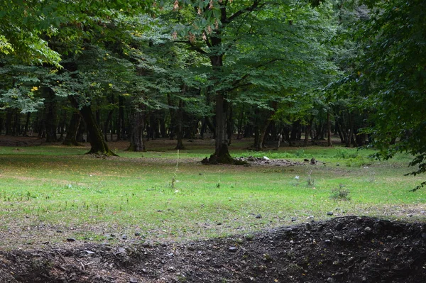 Parktaki ağaçlar