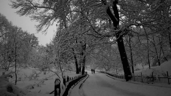 Yürüyen insanlarla dolu kış parkının siyah beyaz manzarası