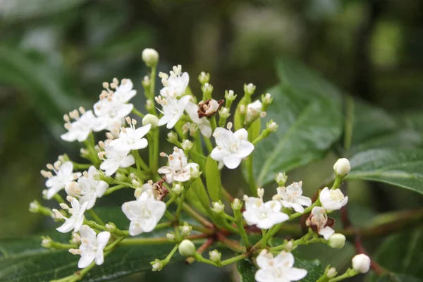 Beyaz Çiçekli Yapraklı Sisli Doğal Manzara — Stok fotoğraf