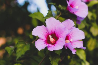 Gökyüzü ve yapraklarla kaplı yeşil arka planda beyaz merkezli hibiscus syriacus pembe çiçeği, Malvaceae