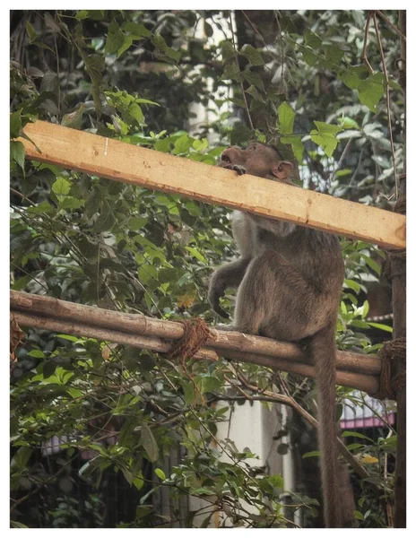Monkey Sitting Bamboo — Stock Photo, Image