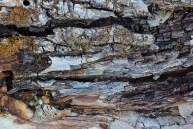 Çatlak bir tahta parçası. Eski, kurumuş, kahverengi bir ağacın kabuğu. Kapatın. Makro kipi.