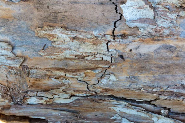 Uma tábua de madeira rachada. A casca de uma árvore velha, seca e castanha. Fecha. Modo macro . — Fotografia de Stock
