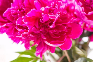 Kırmızı şakayık yakın plan. Hafif arka planda. Yumuşak görüntü. Yatay fotoğraf. Yaz. Yukarıdan görünüşü