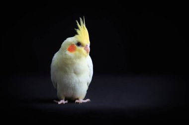 Genç Cockatiel siyah arkaplanda izole edilmiş.