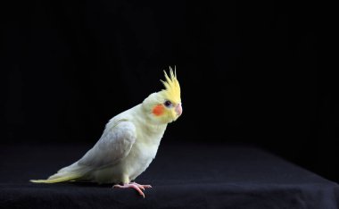 Genç Cockatiel siyah arkaplanda izole edilmiş.