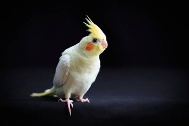 Genç Cockatiel siyah arkaplanda izole edilmiş.