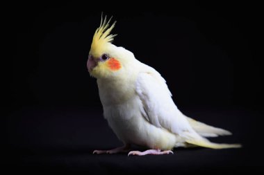 Genç Cockatiel siyah arkaplanda izole edilmiş.