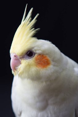 Genç Cockatiel siyah arkaplanda izole edilmiş.