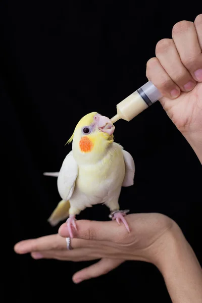 Donna mano e alimentazione giovane uccello cockatiel . — Foto Stock