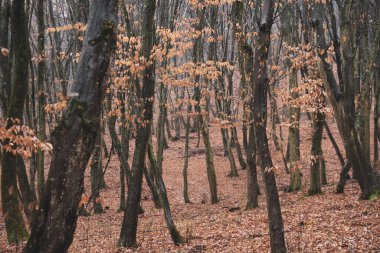 Bosque con arboles en la estasin de otoo