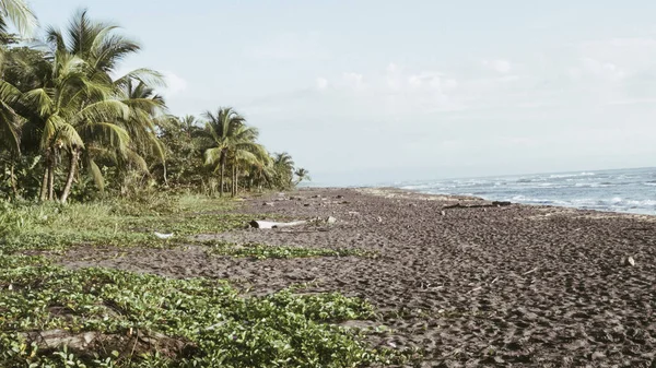 Playa Tropisk Con Arena Palmeras — Stockfoto