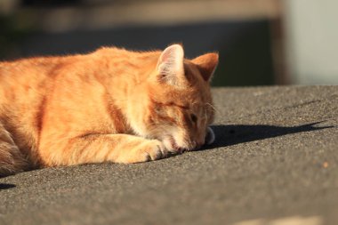 Drzemka rudego kota na dachu