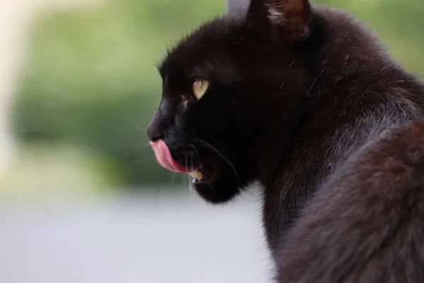 Czarny Kot Widzi Jedzenie — Fotografia de Stock