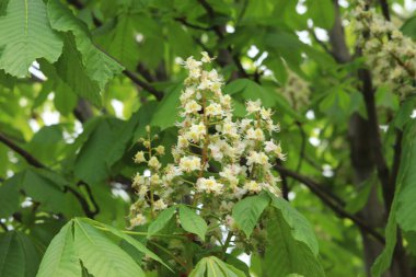 Majowe kasztany w parku