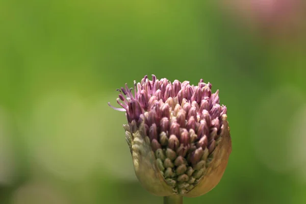Fioletowy Kwiat Ogrodzie Rozkwita — Foto de Stock