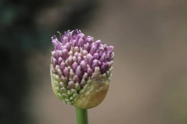 Fioletowy Kwiat Rozkwita Ogrodzie — Foto de Stock