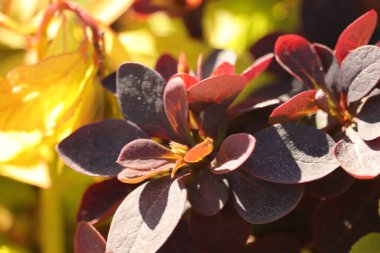 Czerwone listki na krzewie na jasnym tle