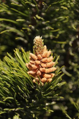 Şimdi biz szyszki na iglaku w ogrodzie
