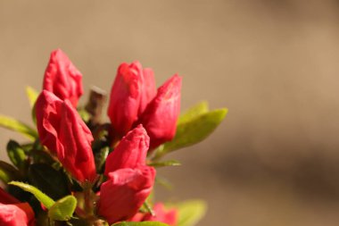 Czerwone kwiaty w ogrodzie wiosennym