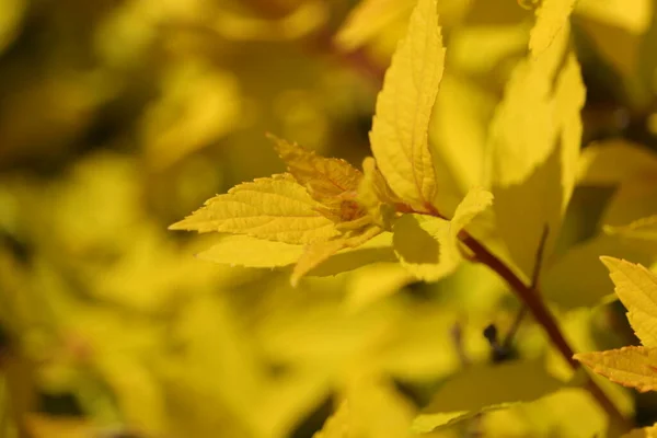 Jasne Kolory Krzewu Wiosennym Ogrodzie — Stock Photo, Image