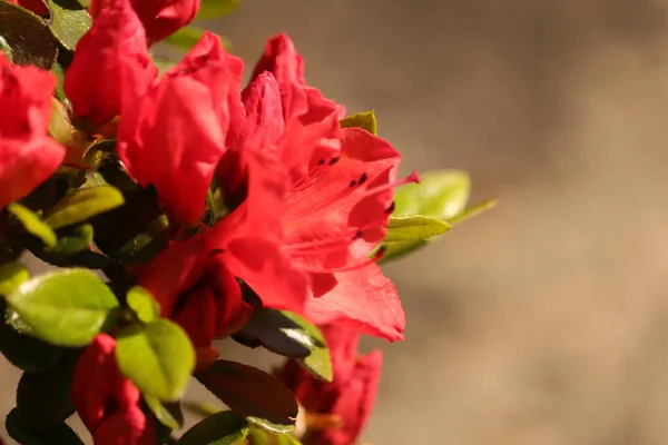 Czerwone Kwiaty Ogrodzie Wiosennym — Photo