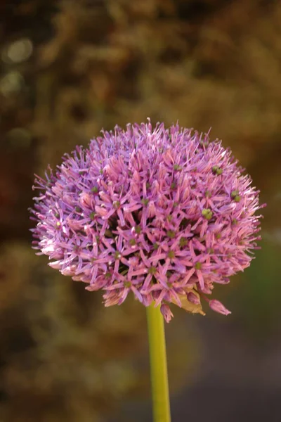 Fioletowy Kwiat Ogromna Kula Ogrodzie — Foto de Stock