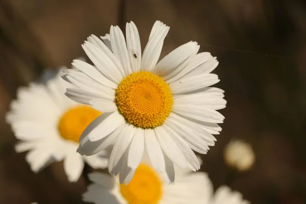 Biale Kwiaty Trawniku — Foto de Stock