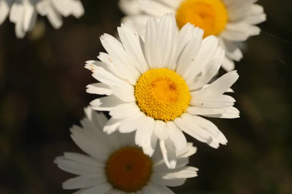 Biel Kwiatowa Ogrodzie — Stok fotoğraf